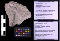 Foto (Objekt + Etiketten) von Cyclothyreus sp. (NHMW-GEO-1990-0041-0013b)